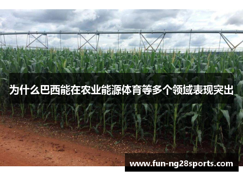 为什么巴西能在农业能源体育等多个领域表现突出